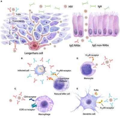 Update on Fc-Mediated Antibody Functions Against HIV-1 Beyond Neutralization